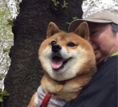 柴犬かのんちゃん幸せ通信🩷
