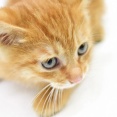【ペット・社会】「飼育環境が良くないので渡せない」保護猫の譲渡を断られ激高　64歳女性の腕を肘で殴りけがさせたか　56歳アルバイトの男逮捕