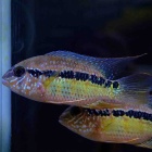 『10月24日(土)熱帯魚入荷情報🐟』の画像