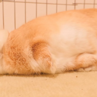 うさぎが異物を飲みこんだときどうする 紙やプラスチック ビニールなどの異物をうさぎが食べてしまった時の対処法 絶対飲み込まれてはいけない異物とは うさぎの病気 Vol 19 キルアルーム