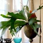 Alex's Garden Party♪