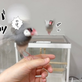 ブンチョ日誌