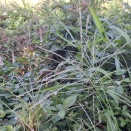 野草達