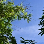 青い郊外の空の下・黄色と緑のセロファンの花たち