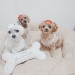 元保護犬 マルチーズとトイプードルの記録♪