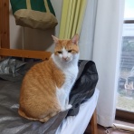 何でも挑戦！ 旅、散策、キャンプ、料理、菜園、減量 カメラ等々