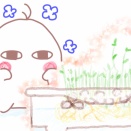豆苗見守り中