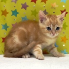 『新しいねこちゃんの紹介です😸』の画像