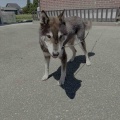 １１歳と高齢犬になった金章犬の豆太君