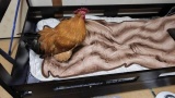 ワイ、チキンを飼う（※画像あり）