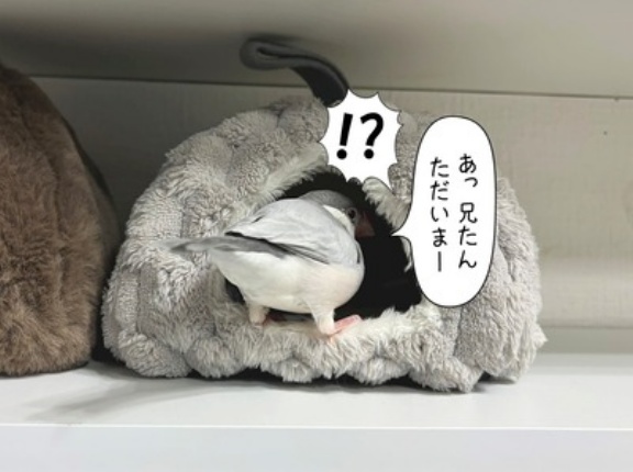 兄たんとシェアハウスなんて最高じゃん？