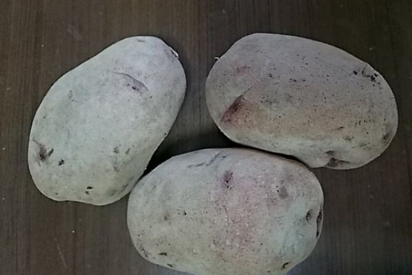 食品食材探訪記 自分図鑑 Since 08 July じゃがいも