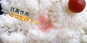 【VTuber】葵ちゃん「梅干しの抗菌作用、ココだけ」