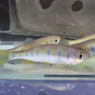 『8月20日(土)　熱帯魚入荷情報』の画像