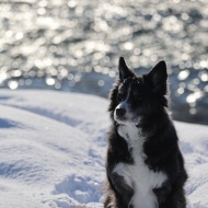 【犬のいる幸せ】あれ！いいかも？とプライドをかなぐり捨てる（笑）