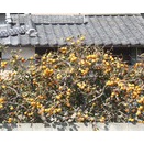 眞 味 只 是 淡