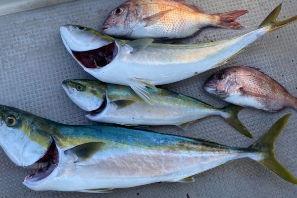橋脚 勇気 白鳥 壬生川 釣り クラブ Kojihei Jp 橋脚 勇気 白鳥 壬生川 釣り クラブ Kojihei Jp