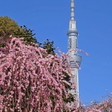 『【写真】 亀戸梅まつり❷　@Xperia 1vii』の画像