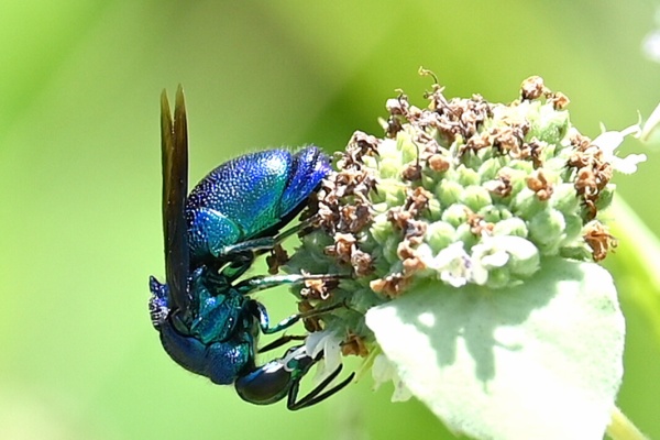 walkman yukioの野鳥日記 5