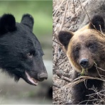 ボルゾイ暮らしトコトコ新聞2025