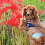 花とワンコな日々