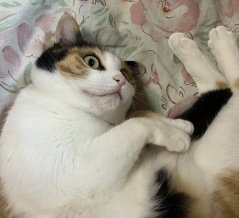 三毛猫 花ちゃん ６歳になった