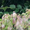 令和6(2024)年7月9日の鳥さん Vol.2　矢切で野鳥の観察･撮影 元気に餌を強請るモズの幼鳥の登場!!