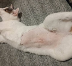 ポン太のお腹がキレイになりました。と、うまくいかない電球。