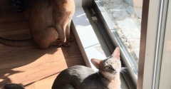 ポカポカ陽気と、窓際の猫たち