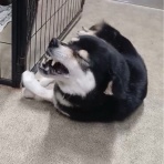 NPO法人ペット里親会