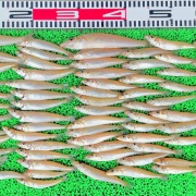2026年6月17日　釣果