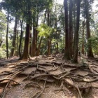 『『鞍馬山⭐️源義経ゆかりの地は世界平和を願う祈りの山⑤鞍馬山は人間の良心が集まるところ』』の画像
