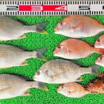 竹村貸舟店【高知県 浦ノ内湾～宇佐～須崎市横浪半島沖の船釣り】釣果情報 & ブログ