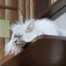 今日から5月。