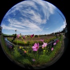 『円周魚眼レンズLAOWA4/2.8によるコスモスと秋の雲　2023/10/12』の画像