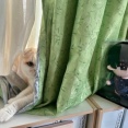 「そこは熱中症になるよ」と猫に言ったら・・・