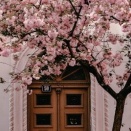 見逃した桜とチェリーブラッサム