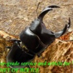 ブリーディングブログ