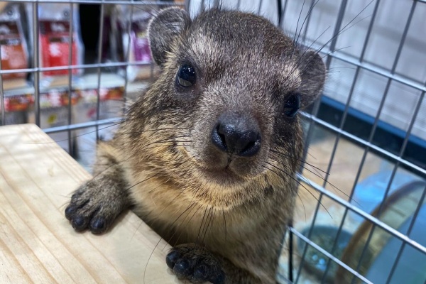 静岡県沼津市 ペットショップワンラブ カインズ沼津店のスタッフブログ 小動物