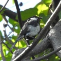 2025年7月13日の野鳥公園