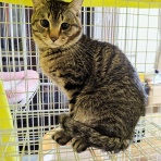 うちのとらまる