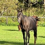 『大きな虹』の画像