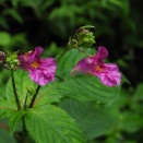 鮮やか色の舟・・・ツリフネソウ
