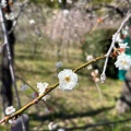 いざ！梅祭りへ🌸