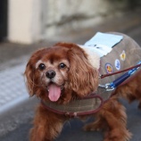 『【里親募集中】キャバリアのマロン』の画像