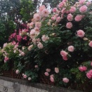 歌にたとえて☝️　不登校の親