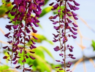 春の花と青い空