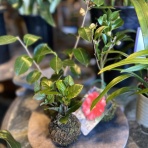 ACTIS FLOWER＆GARDEN GREEN　　プチ*フルール