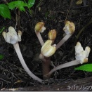 ぶらっと高尾山Ⅱ　2026/06-3