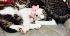 昨日はジェームスさまにて秘密結社はねこのひげ譲渡会♪